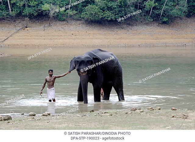 Elephant bathing kappukadu Kerala India Asia