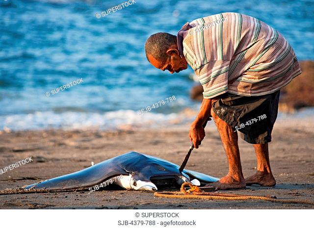 A man butchering a dead devilray Mobula japanica, dragged onto beach in Lamalera, Lembata Island, Eastern Indonesia