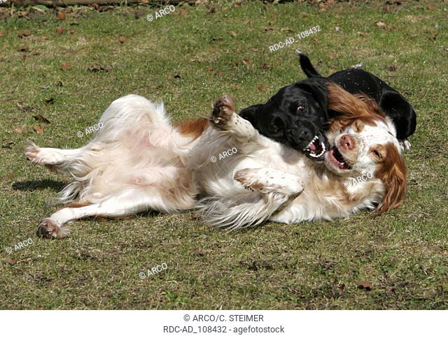 Brittany Spaniel and Mixed Breed Dog playing Epagneul Breton