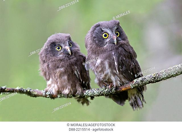 Europe, Finland, Kuhmo area, Kajaani, Boreal owl or Tengmalm's owl (Aegolius funereus), two youngs just after they left the nest, perched on a branch