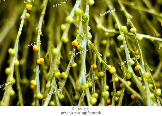 Whisk Fern Psilotum nudum, sprouts with spore cases