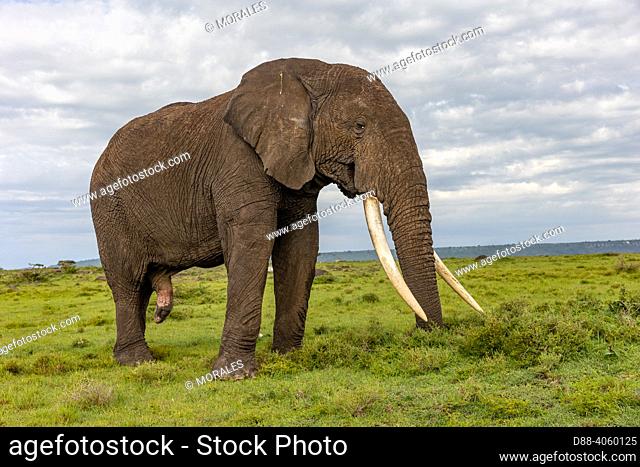 Africa, East Africa, Kenya, Masai Mara National Reserve, National Park, African Savannah Elephant or Savannah Elephant (Loxodonta africana)