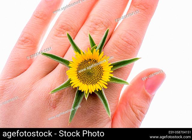 Hand holding yellow sunflower on a white background