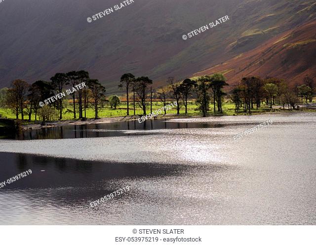 Trees at the southern edge of Buttermere
