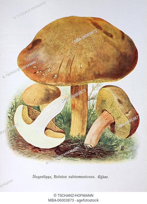 Fungus, Xerocomus subtomentosus syn. Boletus subtomentosus, digital reproduction of an illustration by Emil Doerstling (1859-1940)