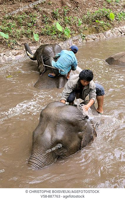 Elephant bath, Mekong Elephant camp, Pakbeng, Oudomxay province, Laos