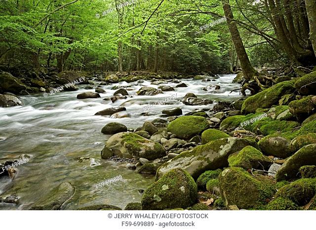 Spring, Little Pigeon River, Great Smoky Mountains National Park, Tennessee, USA