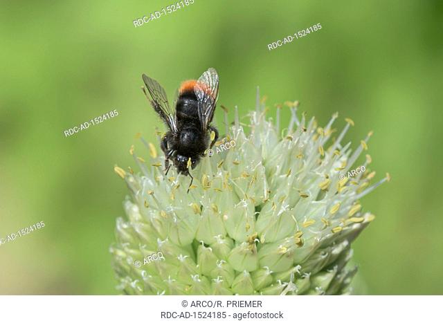 Red-tailed bumblebee, Welsh onion, Natural park Munden, Lower Saxony, Germany, Bombus lapidarius, , Allium fistulosum, Münden