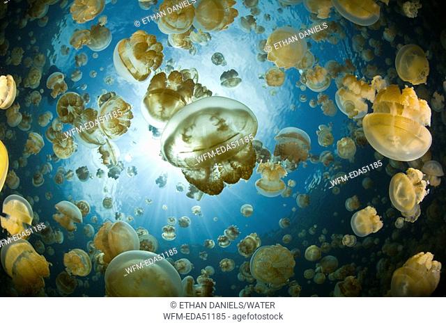 Jellyfish Lake with endemic stingless Jellyfishes, Mastigias papua etpisonii, Jellyfish Lake, Micronesia, Palau