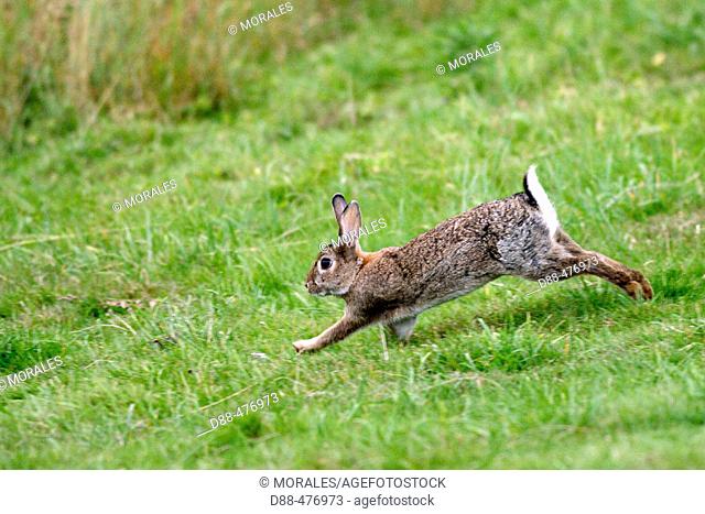 (Oryctolagus cuniculus) Rabbit. Running