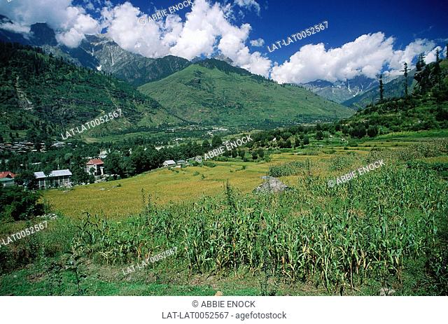 Sweetcorn crop near Vashist in Kulu Valley. Snowy Himalaya Mountains in distance