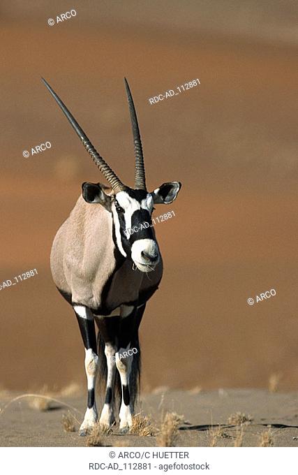 Oryx Sossusvlei Namib Naukluft Park Namibia Oryx gazella Beisa Gemsbok