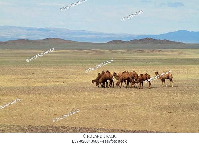Kamele in der Wüste Gobi Mongolei