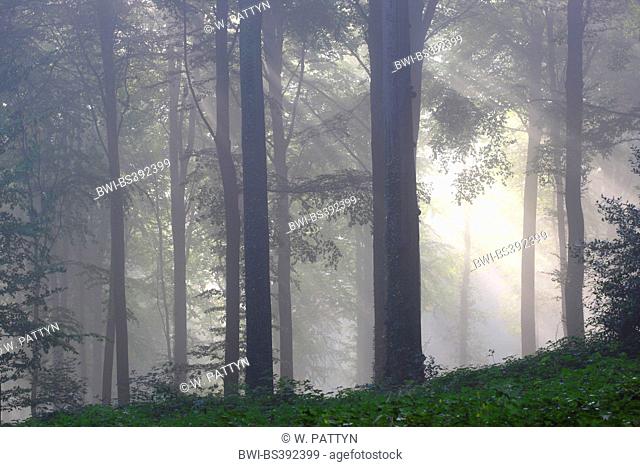 common beech (Fagus sylvatica), beech forest in mist, Belgium, Ardennes, Beukenbos