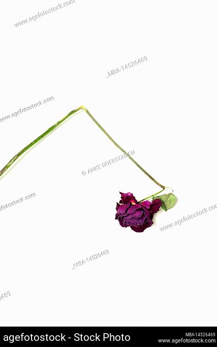 Dried rose with bent stem