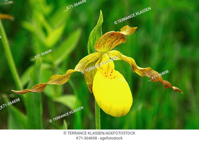 Yellow ladyslipper (Cypripedium parviflorum) var pubescens, in Southern Manitoba. Canada