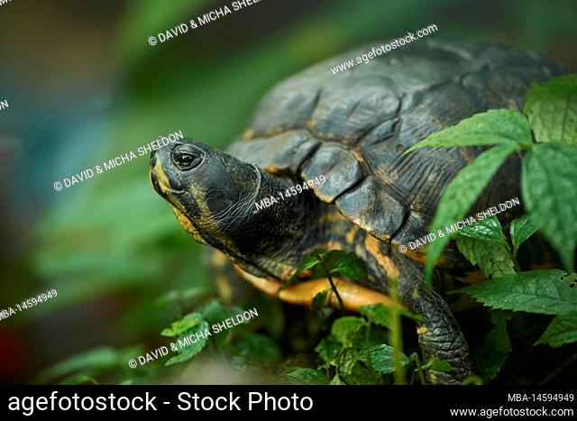 Red-cheeked slider turtle (Trachemys scripta elegans) lateral, in the green, Germany