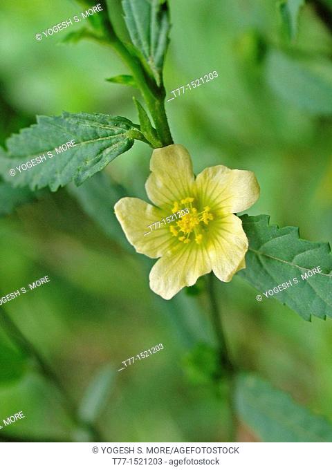 Sida acuta, Sida carpinifolia, Common Wireweed, Morning mallow, Common Fanpetals