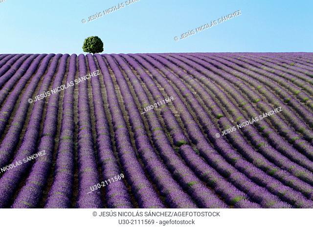 Lavender fields (Lavandula angustifolia), in Valensole plateau. Digne-les-Bains district, in Alpes de Haute Provence department and Provence-Alpes-Cote d'Azur...