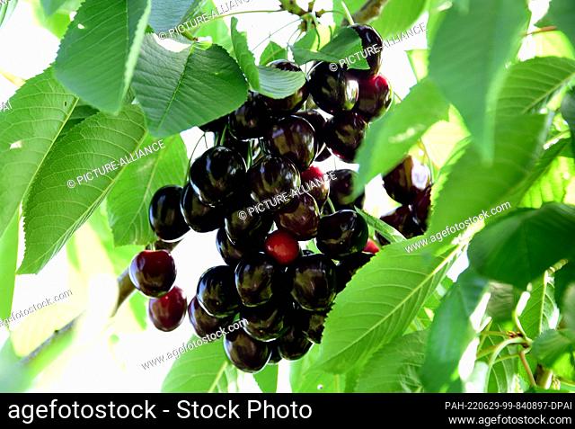 19 June 2022, --: Ripe red cherries hanging on a tree in the light of the sun against the blue sky. Cherry harvest marks the beginning of the cherry season