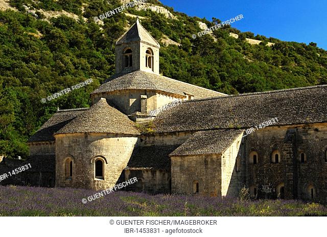 Lavender field at the Abbey of Notre-Dame, Sénanque Cistercian Abbey, Gordes, Provence-Alpes-Côte d'Azur, France, Europe