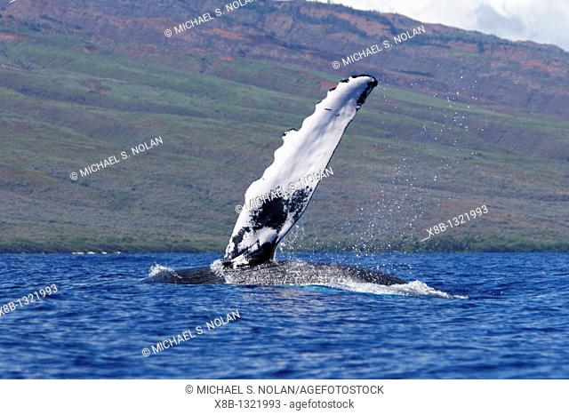 Adult humpback Whale Megaptera novaeangliae pectoral fin slapping in the AuAu Channel, Maui, Hawaii, USA  Pacific Ocean