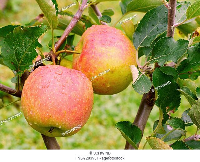 Apple tree in garden, Elsenfeld, Franconia, Bavaria, Germany, Europe