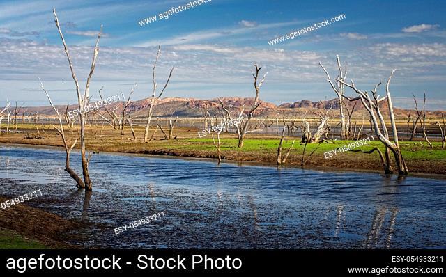 Dead trees at the swamp of Lake Argyle at sunset with blue sky as background at the outback in Australia ? wallpaper