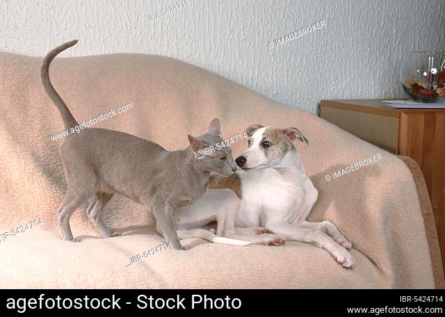 Oriental Shorthair Cat and Whippet Puppy, OKH, Oriental Shorthair