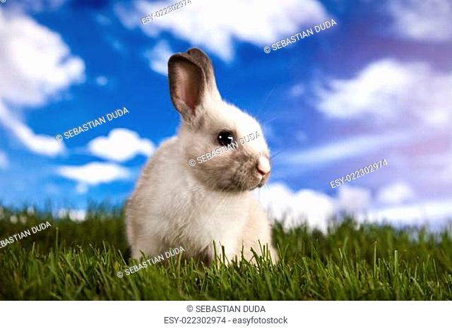 Bunny in grass