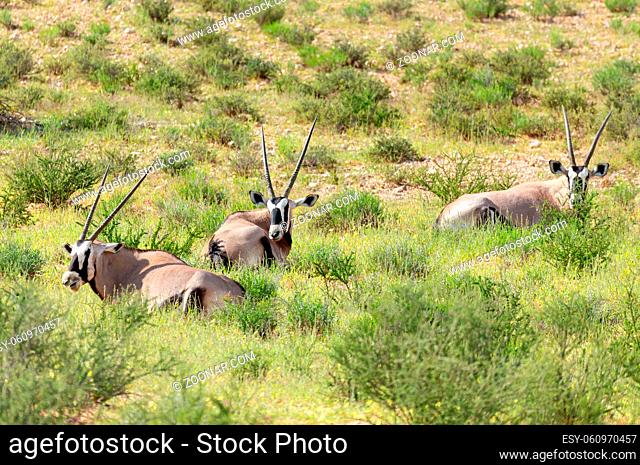 Gemsbok, Oryx gazella in Kalahari, green desert with tall grass after rain season. Kgalagadi Transfrontier Park, South Africa wildlife safari