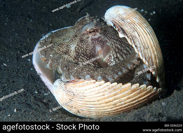 Coconut octopus (Amphioctopus marginatus) (Octopus marginatus), coconut octopus, Other animals, Cephalopods, Animals, Molluscs, Veined Octopus adult