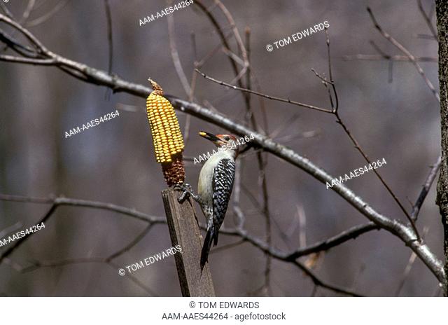 Red-bellied Woodpecker (Melanerpes carolinus), IN