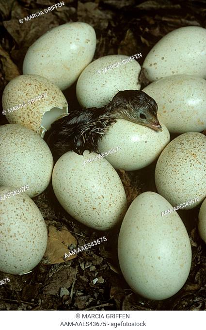 Eastern Wild Turkey (Meleagris galapauo) Eggs Hatching