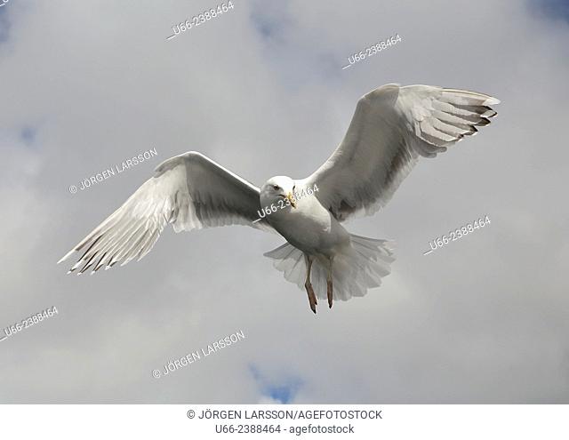 Herring Gull, Larus argentatus, Lofoten, Norway