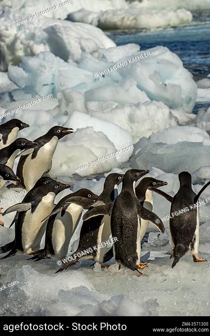 Adelie penguins (Pygoscelis adeliae) waiting to jump into the sea on an ice pebble at Paulet Island at the tip of the Antarctic Peninsula