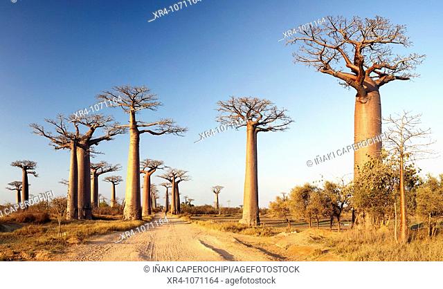 Avenue of the Baobabs (Adansonia digitata), Morondava, Toliara, Madagascar