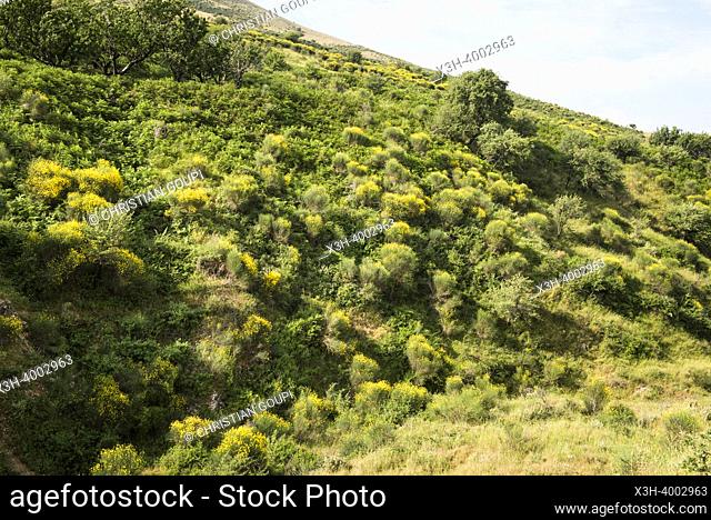 Common broom landscape seen from the mountain road from Saranda to Gjirokaster, Albania, Southeastern Europe