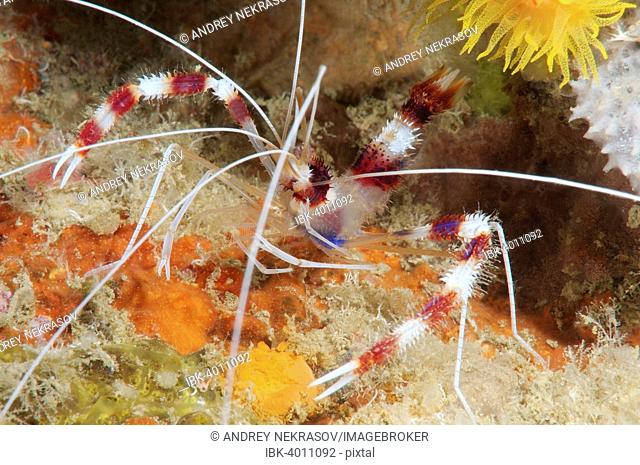 Banded coral shrimp or banded cleaner shrimp (Stenopus hispidus), Bohol Sea, Cebu, Philippines