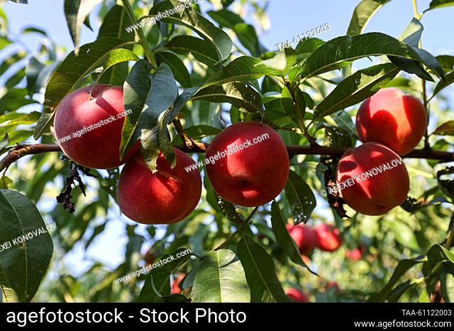 RUSSIA, KHERSON REGION - AUGUST 17, 2023: Peaches are seen on a tree branch in the village of Chaplinka. Alexei Konovalov/TASS