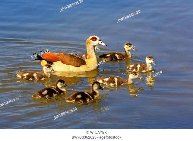 Egyptian goose (Alopochen aegyptiacus), with chicks, swimming, Germany