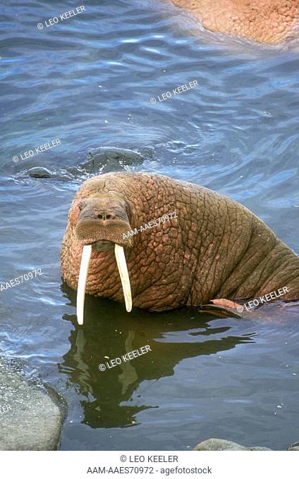 Walrus (Odobenus rosmarus divergens), Round Island, AK