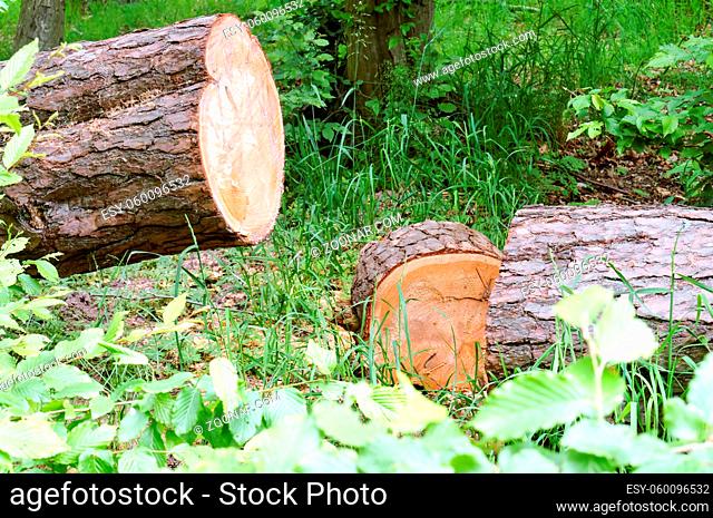 sawn tree in the forest, clean trunk of sawn pine
