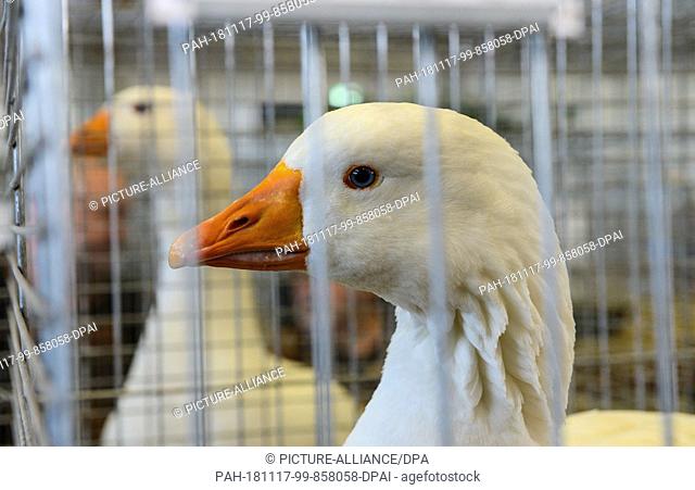 17 November 2018, Brandenburg, Paaren/Glien: A Bohemian goose, formerly also called a Czech goose, stands in its cage. At the MAFZ this weekend about 470...