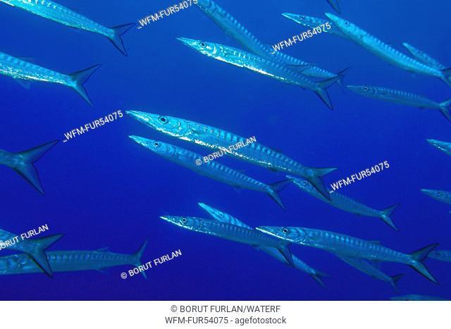 Shoal of Striped Barracuda, Sphyraena viridensis, Kas, Antalya, Mediterranean Sea, Turkey