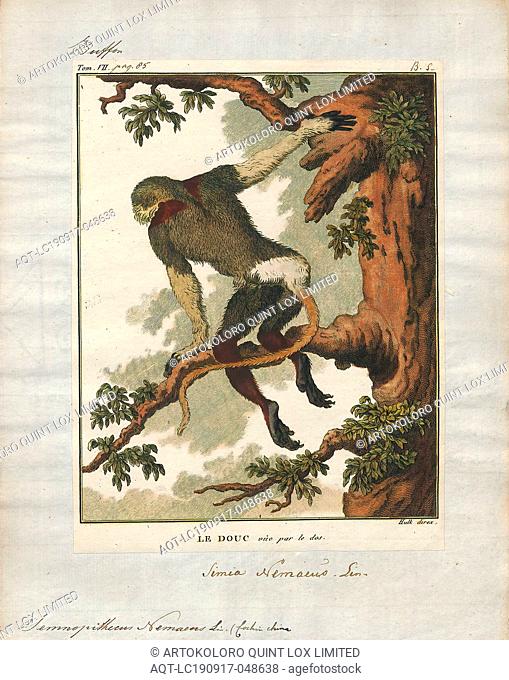 Semnopithecus nemaeus, Print, Gray langurs, sacred langurs, Indian langurs or Hanuman langurs are a group of Old World monkeys native to the Indian subcontinent...
