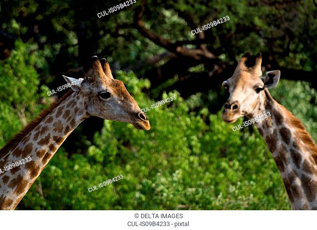 Two giraffe (Giraffa camelopardalis) against foliage, Khwai concession, Okavango delta, Botswana