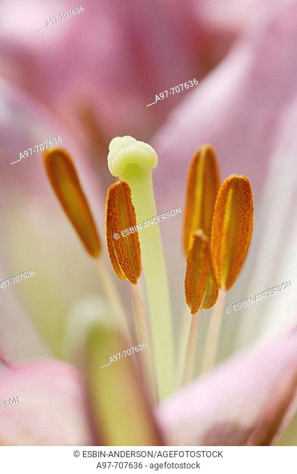 Close-up of stargazer lily reproductive parts