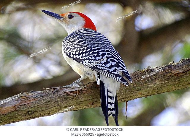 A red-bellied woodpecker, Melanerpes carolinus, pauses on a branch, Pennsylvania, USA