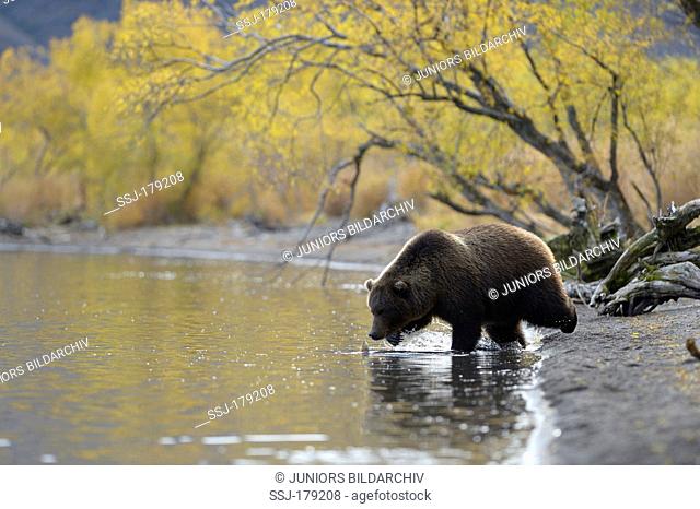Kamtchatka Brown Bear (Ursus arctos beringianus) fishing for sockeye salmons. South Kamchatka Sanctuary, Russia